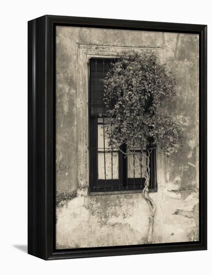 Tree in Front of the Window of a House, Calle San Jose, Colonia Del Sacramento, Uruguay-null-Framed Premier Image Canvas