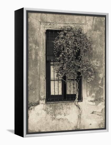 Tree in Front of the Window of a House, Calle San Jose, Colonia Del Sacramento, Uruguay-null-Framed Premier Image Canvas