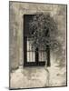 Tree in Front of the Window of a House, Calle San Jose, Colonia Del Sacramento, Uruguay-null-Mounted Photographic Print