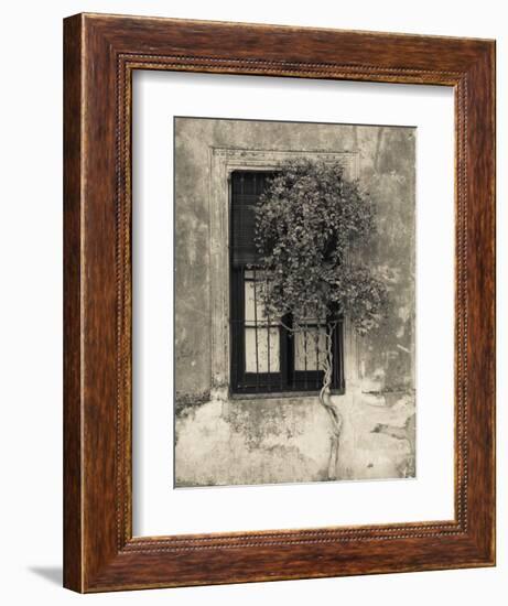 Tree in Front of the Window of a House, Calle San Jose, Colonia Del Sacramento, Uruguay-null-Framed Photographic Print