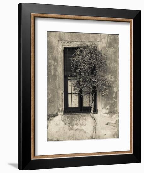 Tree in Front of the Window of a House, Calle San Jose, Colonia Del Sacramento, Uruguay-null-Framed Photographic Print