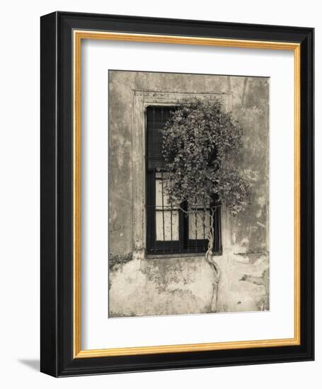 Tree in Front of the Window of a House, Calle San Jose, Colonia Del Sacramento, Uruguay-null-Framed Photographic Print