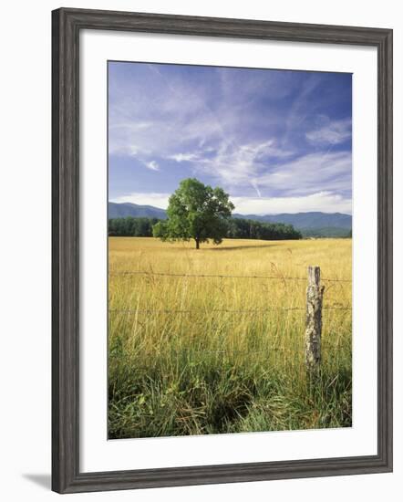 Tree in Grassy Field, Cades Cove, Great Smoky Mountains National Park, Tennessee, USA-Adam Jones-Framed Photographic Print