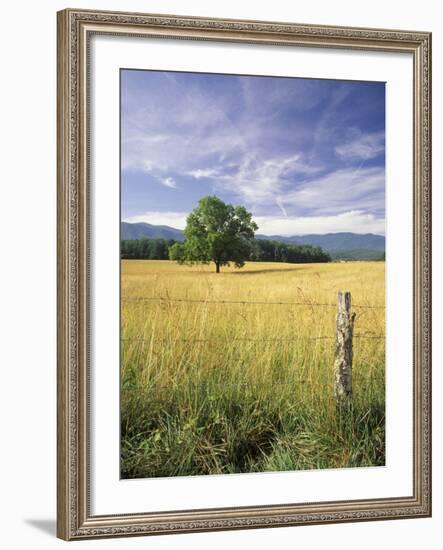 Tree in Grassy Field, Cades Cove, Great Smoky Mountains National Park, Tennessee, USA-Adam Jones-Framed Photographic Print