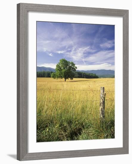 Tree in Grassy Field, Cades Cove, Great Smoky Mountains National Park, Tennessee, USA-Adam Jones-Framed Photographic Print