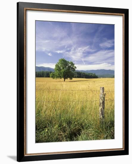 Tree in Grassy Field, Cades Cove, Great Smoky Mountains National Park, Tennessee, USA-Adam Jones-Framed Photographic Print