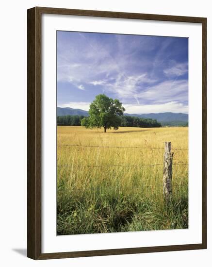 Tree in Grassy Field, Cades Cove, Great Smoky Mountains National Park, Tennessee, USA-Adam Jones-Framed Photographic Print