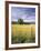 Tree in Grassy Field, Cades Cove, Great Smoky Mountains National Park, Tennessee, USA-Adam Jones-Framed Photographic Print