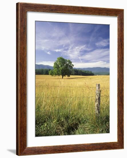 Tree in Grassy Field, Cades Cove, Great Smoky Mountains National Park, Tennessee, USA-Adam Jones-Framed Photographic Print