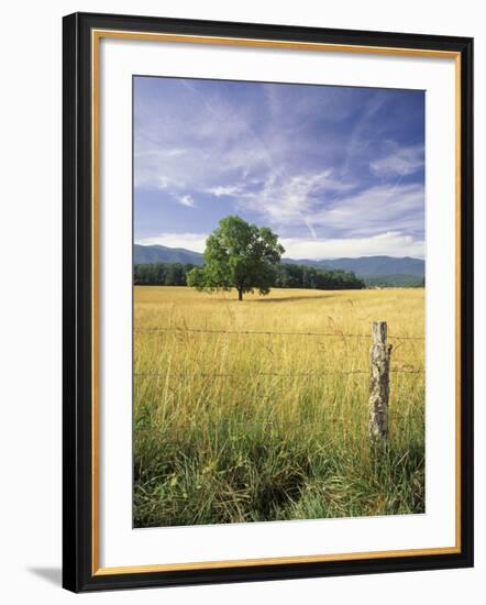 Tree in Grassy Field, Cades Cove, Great Smoky Mountains National Park, Tennessee, USA-Adam Jones-Framed Photographic Print