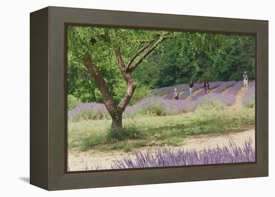 Tree in Lavender Field, in the Grounds of Abbaye Senanque, Provence, France, 1999-Trevor Neal-Framed Premier Image Canvas