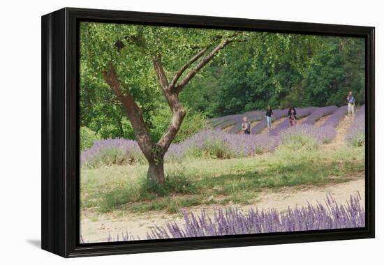 Tree in Lavender Field, in the Grounds of Abbaye Senanque, Provence, France, 1999-Trevor Neal-Framed Premier Image Canvas