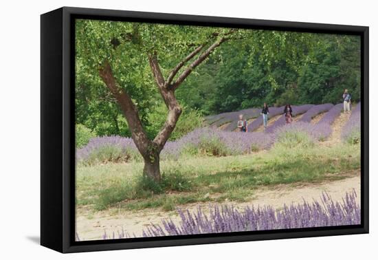 Tree in Lavender Field, in the Grounds of Abbaye Senanque, Provence, France, 1999-Trevor Neal-Framed Premier Image Canvas