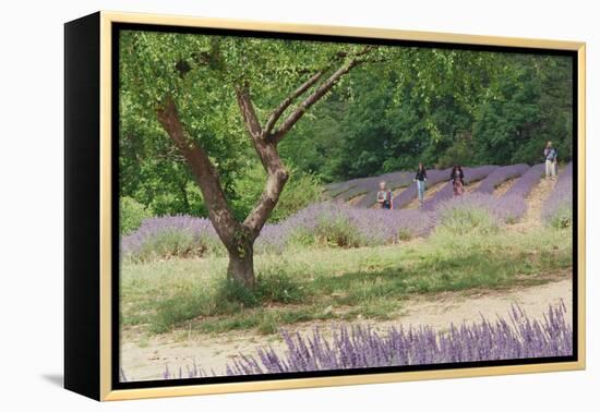 Tree in Lavender Field, in the Grounds of Abbaye Senanque, Provence, France, 1999-Trevor Neal-Framed Premier Image Canvas