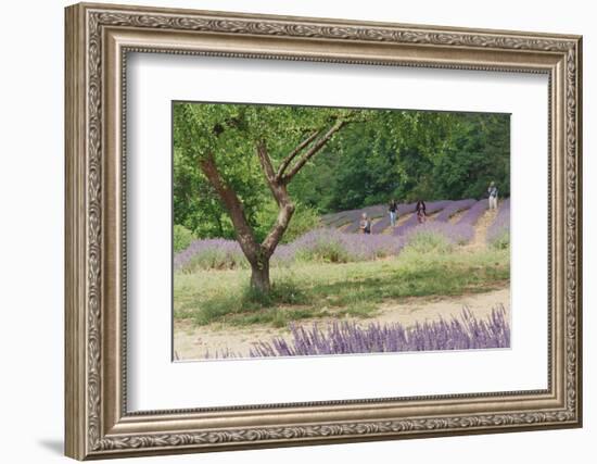 Tree in Lavender Field, in the Grounds of Abbaye Senanque, Provence, France, 1999-Trevor Neal-Framed Photographic Print