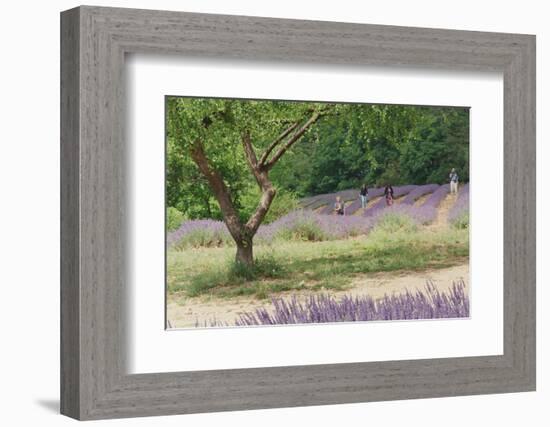 Tree in Lavender Field, in the Grounds of Abbaye Senanque, Provence, France, 1999-Trevor Neal-Framed Photographic Print