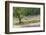 Tree in Lavender Field, in the Grounds of Abbaye Senanque, Provence, France, 1999-Trevor Neal-Framed Photographic Print