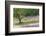 Tree in Lavender Field, in the Grounds of Abbaye Senanque, Provence, France, 1999-Trevor Neal-Framed Photographic Print