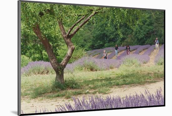 Tree in Lavender Field, in the Grounds of Abbaye Senanque, Provence, France, 1999-Trevor Neal-Mounted Photographic Print