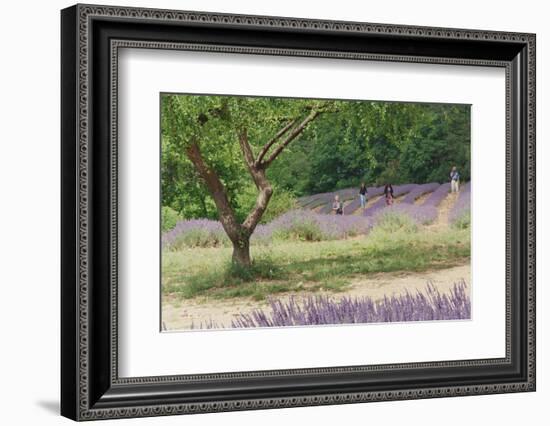 Tree in Lavender Field, in the Grounds of Abbaye Senanque, Provence, France, 1999-Trevor Neal-Framed Photographic Print