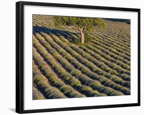Tree in lavender field-Peter Adams-Framed Photographic Print