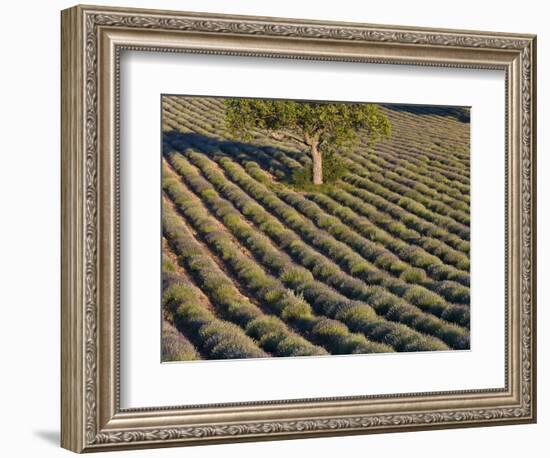 Tree in lavender field-Peter Adams-Framed Photographic Print