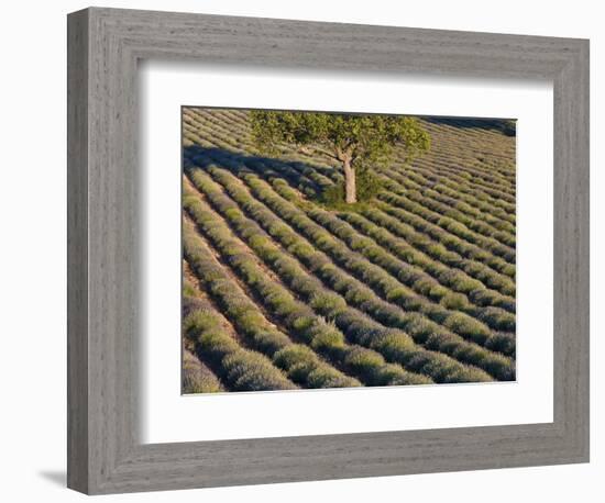 Tree in lavender field-Peter Adams-Framed Photographic Print