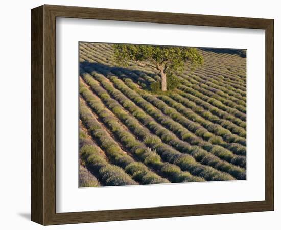 Tree in lavender field-Peter Adams-Framed Photographic Print