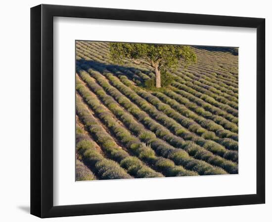 Tree in lavender field-Peter Adams-Framed Photographic Print