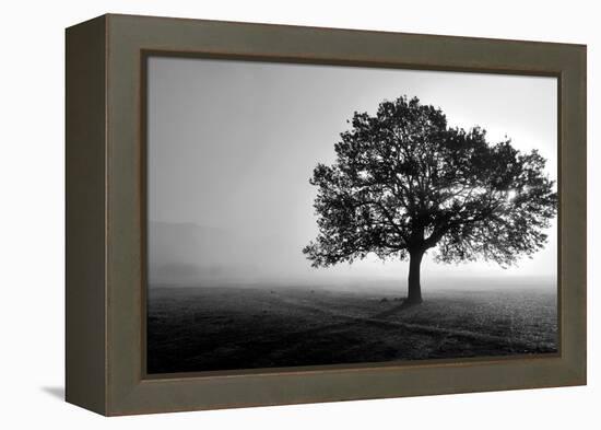 Tree in Mist-null-Framed Premier Image Canvas