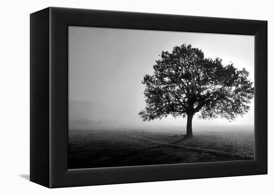 Tree in Mist-null-Framed Premier Image Canvas