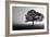 Tree in Mist-null-Framed Photographic Print