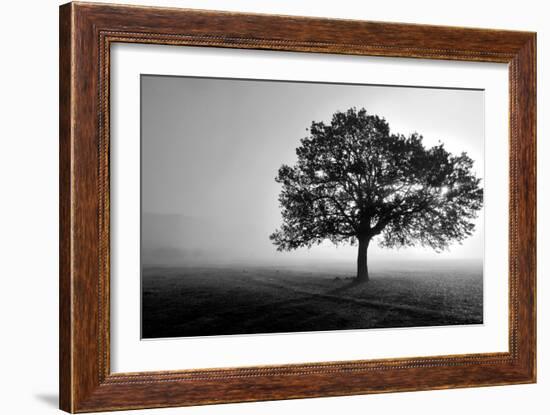 Tree in Mist-null-Framed Photographic Print