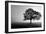 Tree in Mist-null-Framed Photographic Print