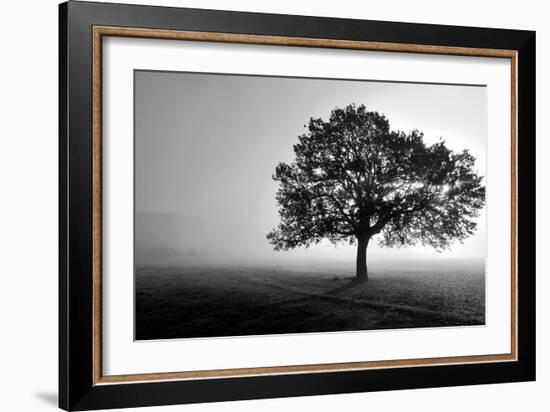 Tree in Mist-null-Framed Photographic Print