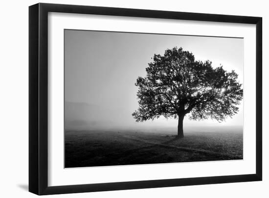 Tree in Mist-null-Framed Photographic Print