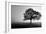 Tree in Mist-null-Framed Photographic Print