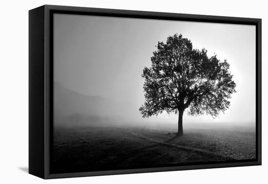 Tree in Mist-PhotoINC Studio-Framed Stretched Canvas