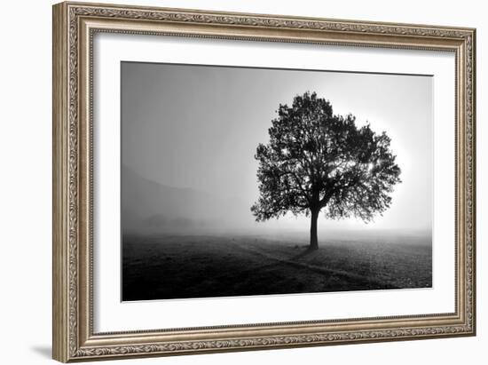 Tree in Mist-PhotoINC Studio-Framed Art Print