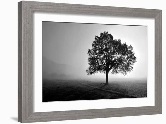 Tree in Mist-PhotoINC Studio-Framed Art Print