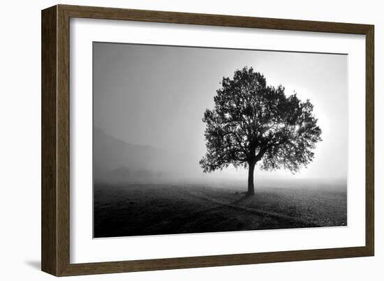 Tree in Mist-PhotoINC Studio-Framed Art Print