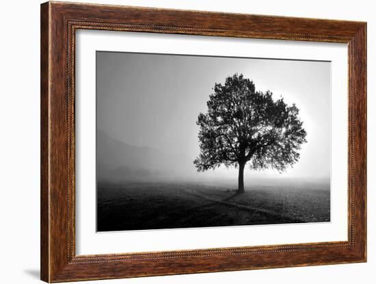 Tree in Mist-PhotoINC Studio-Framed Art Print