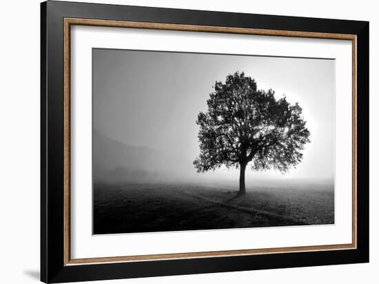 Tree in Mist-PhotoINC Studio-Framed Art Print