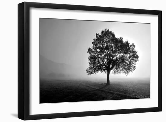 Tree in Mist-PhotoINC Studio-Framed Art Print