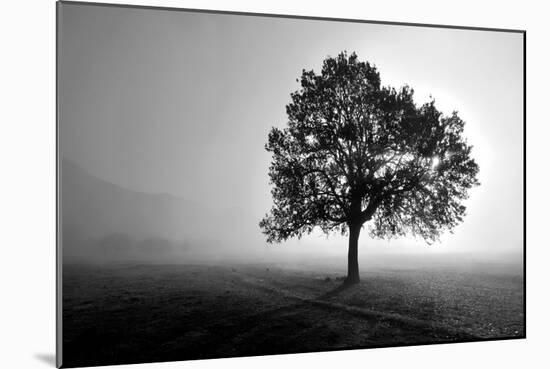 Tree in Mist-PhotoINC Studio-Mounted Art Print