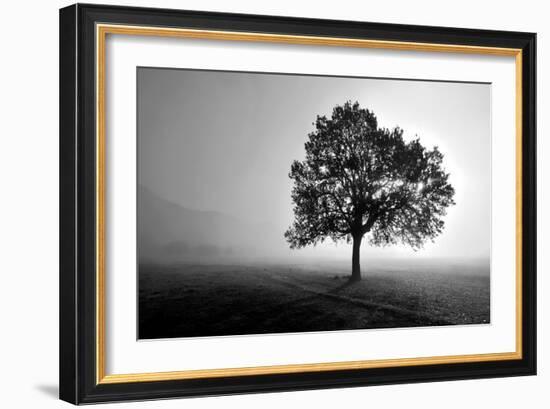 Tree in Mist-PhotoINC Studio-Framed Art Print