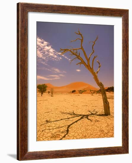 Tree in Namib Desert, Namibia-Walter Bibikow-Framed Photographic Print