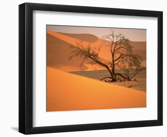 Tree in Namibia Desert, Namibia, Africa-Walter Bibikow-Framed Photographic Print