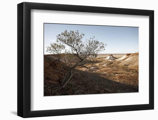 Tree in scenery with Coober Pedy, outback Australia-Rasmus Kaessmann-Framed Photographic Print