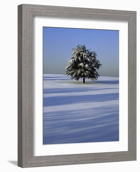 Tree in snow covered landscape-Scott Barrow-Framed Photographic Print